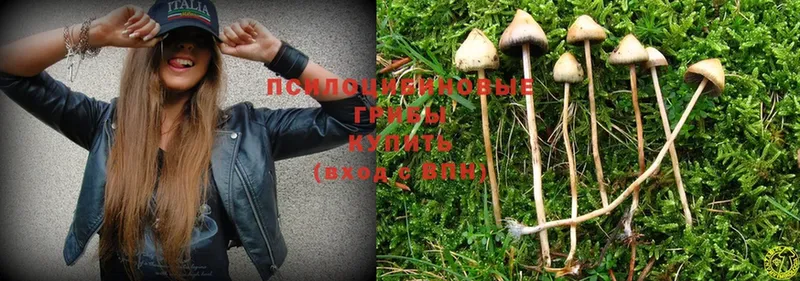 Галлюциногенные грибы Psilocybe  купить наркоту  Микунь 